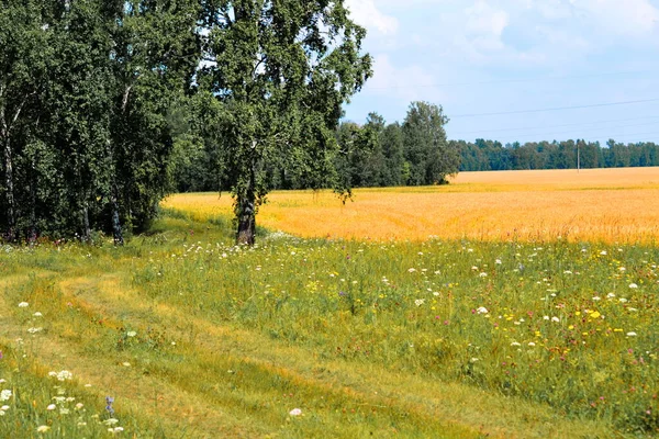 Naturen Altaya Behagar Ögat Konstnären Travellier Stockbild