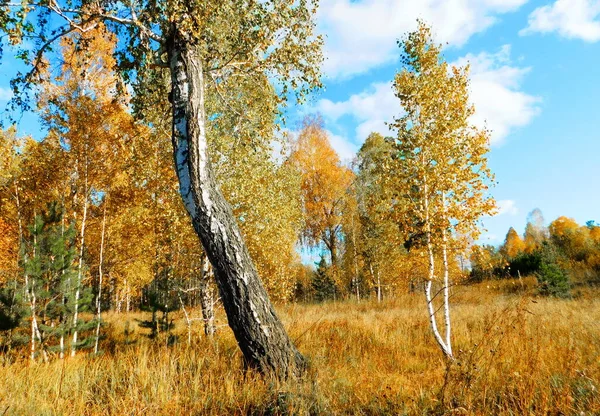 Natureza Altaya Agrada Olho Artista Viajante — Fotografia de Stock
