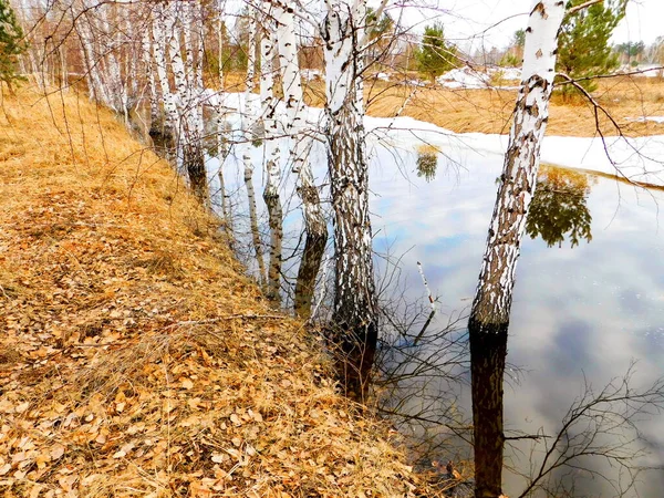 Naturaleza Altaya Agrada Ojo Del Artista Viajero —  Fotos de Stock