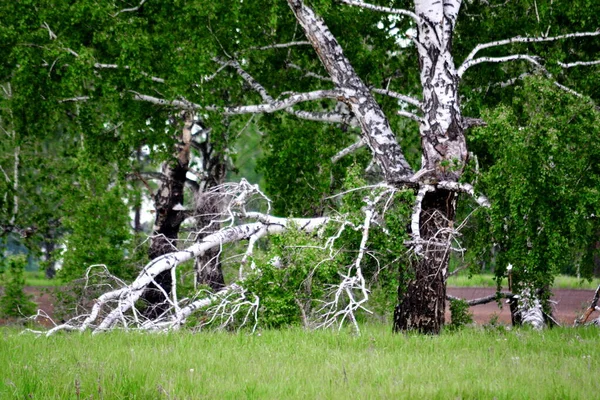 Naturaleza Altaya Agrada Ojo Del Artista Viajero — Foto de Stock