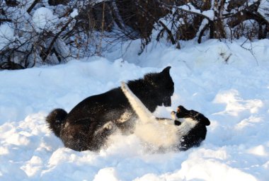 Ev hayvanları kişinin yaşamında daha büyük rol oynar.