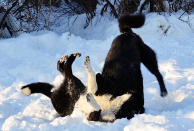 Ev hayvanları kişinin yaşamında daha büyük rol oynar.
