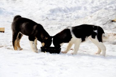 Ev hayvanları kişinin yaşamında daha büyük rol oynar.