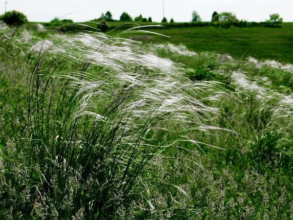 Luksusowa Flora Altaya Cieszy Oko Artysty Travellier — Zdjęcie stockowe