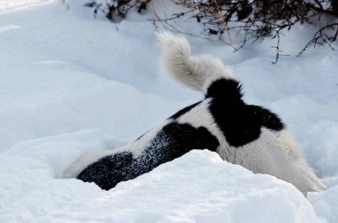     Ev hayvanları kişinin yaşamında daha büyük rol oynar.      