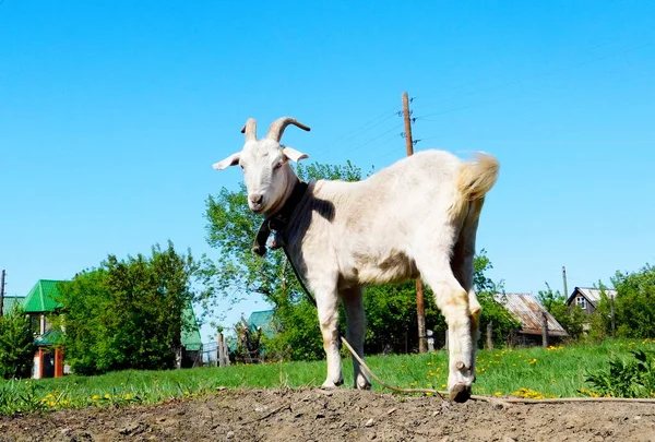 Gli Animali Domestici Giocano Ruolo Più Grande Vite Della Persona — Foto Stock