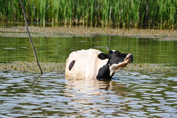 Animales domésticos —  Fotos de Stock