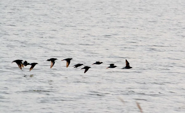 Steepe birds — Stock Photo, Image