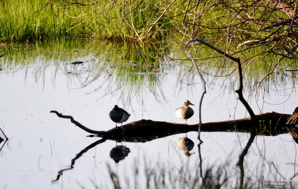 Steepe birds — Stock Photo, Image