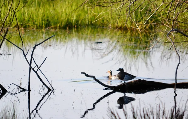 Aves da estepe — Fotografia de Stock