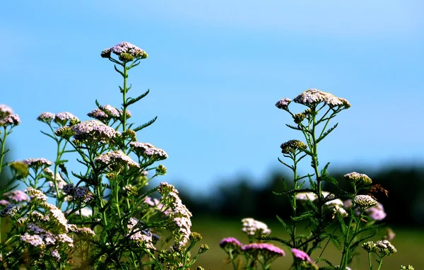 Flowerses Altaya — Stockfoto