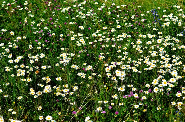 Fiori Altaya — Foto Stock