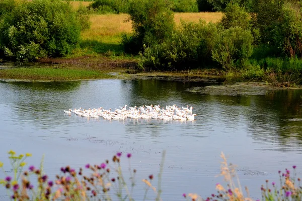 Hausgänse und Enten — Stockfoto