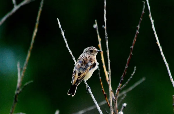 Oiseaux à clocher — Photo