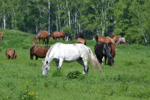 Home animals — Stock Photo, Image