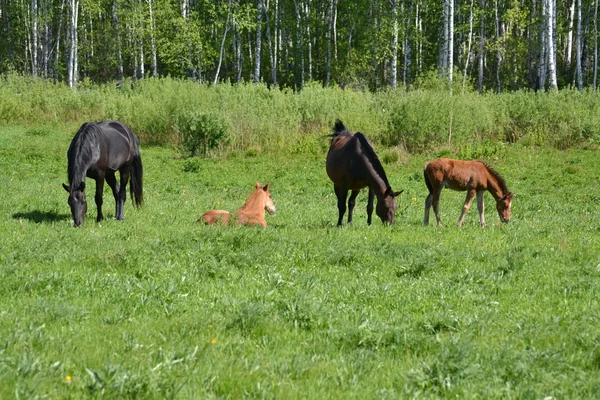 Animales domésticos — Foto de Stock