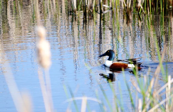 Vögel altaya — Stockfoto