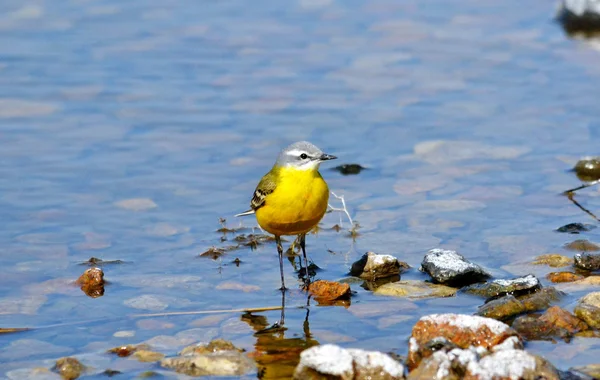 Vögel altaya — Stockfoto