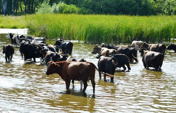 Animales domésticos —  Fotos de Stock