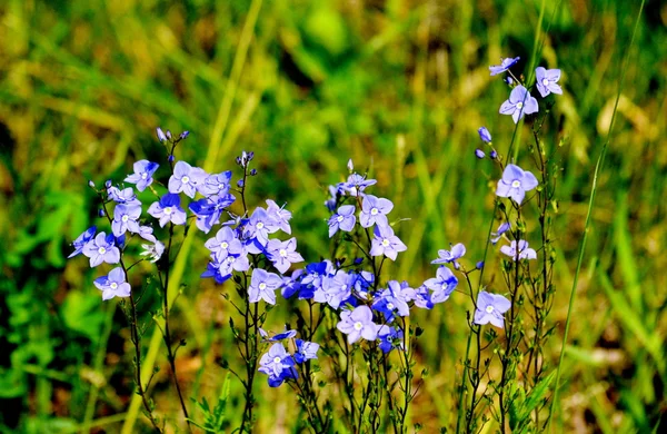 Flowerses of the steppes — Stock Photo, Image