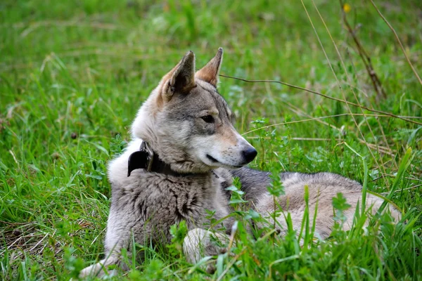 Ohotnichii köpekler — Stok fotoğraf