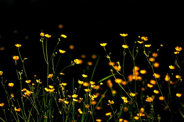 Flowerses das estepes — Fotografia de Stock