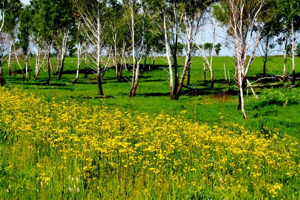 Flowerses das estepes — Fotografia de Stock