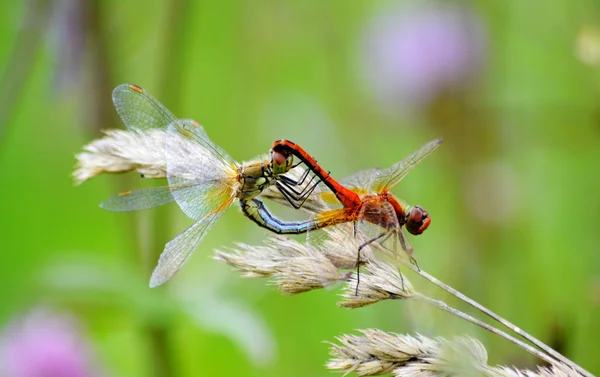 Insect of the steppes — Stock Photo, Image