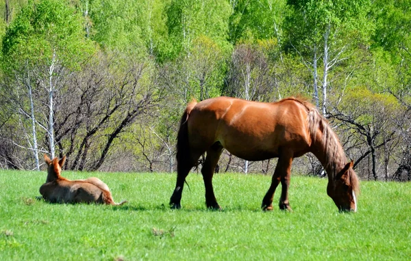 Home animals — Stock Photo, Image