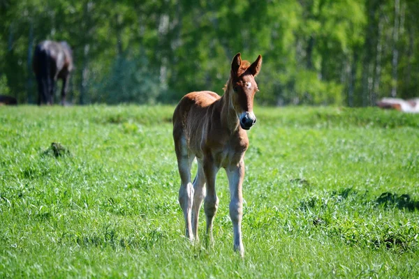 Hem-djur — Stockfoto