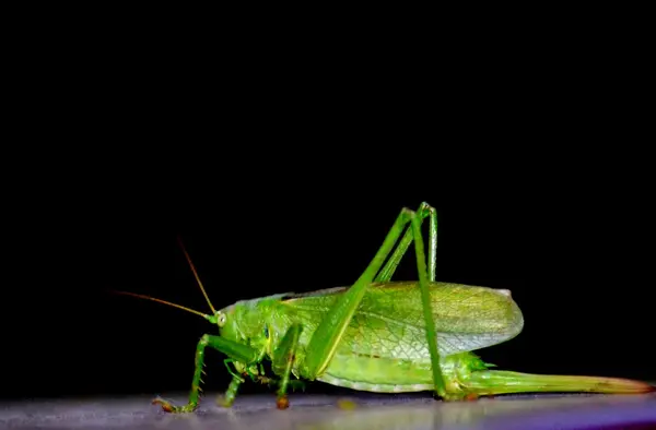 Insect van de steppes — Stockfoto