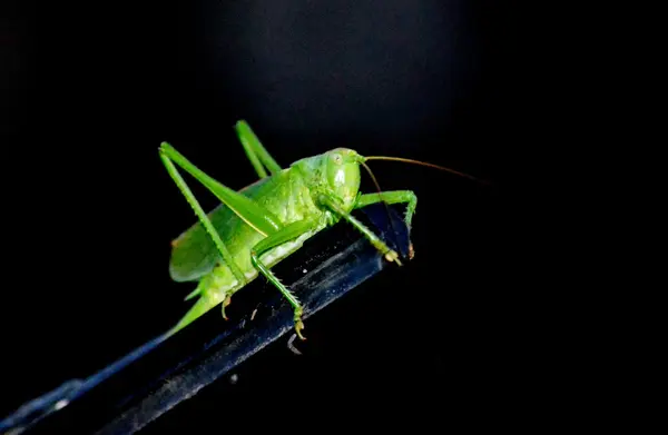 Insecto de las estepas — Foto de Stock