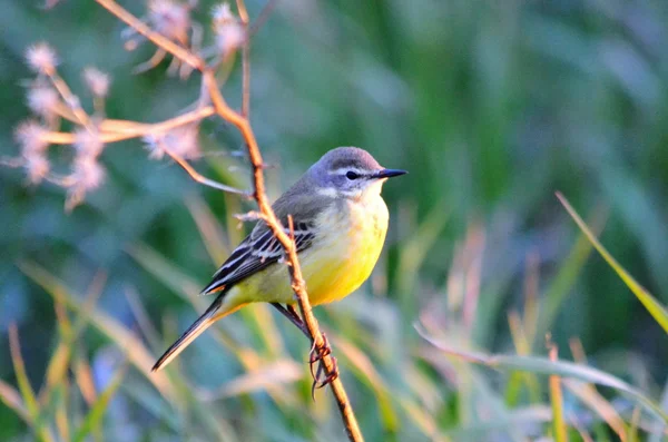 草原の鳥 — ストック写真