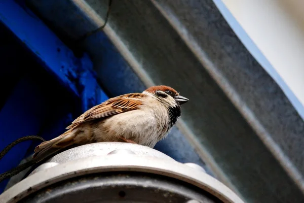 Birds of the steppes — Stock Photo, Image