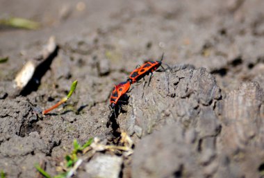 bozkırlarında böcek