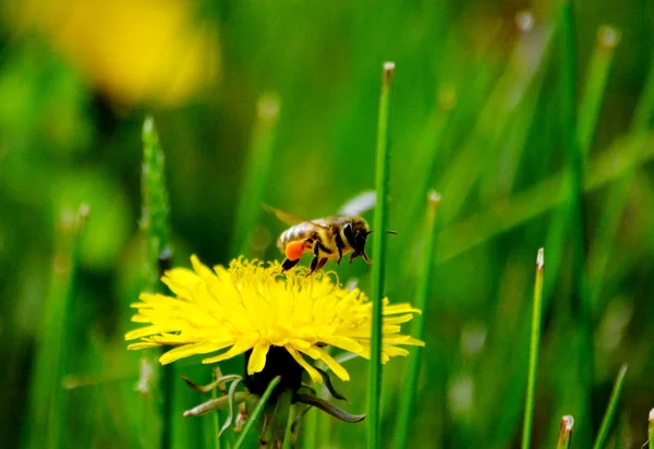 Insect of the steppes — Stock Photo, Image