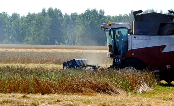 Cleaning the harvest — Stock Photo, Image