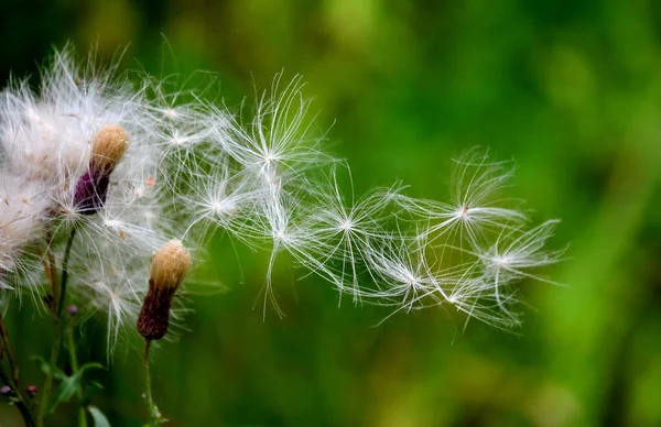 Bozkırlarında flowerses — Stok fotoğraf