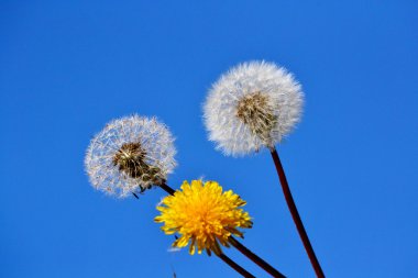 bozkırlarında flowerses