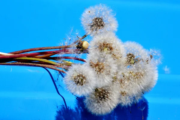 Flowerses van de steppes — Stockfoto