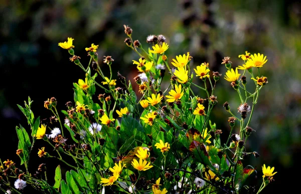 Blüten der Steppe — Stockfoto