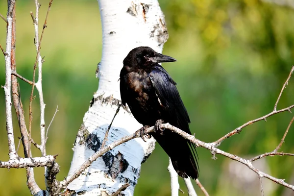 Fåglar altaya — Stockfoto