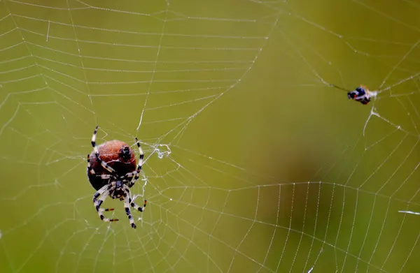 Insecto de las estepas — Foto de Stock