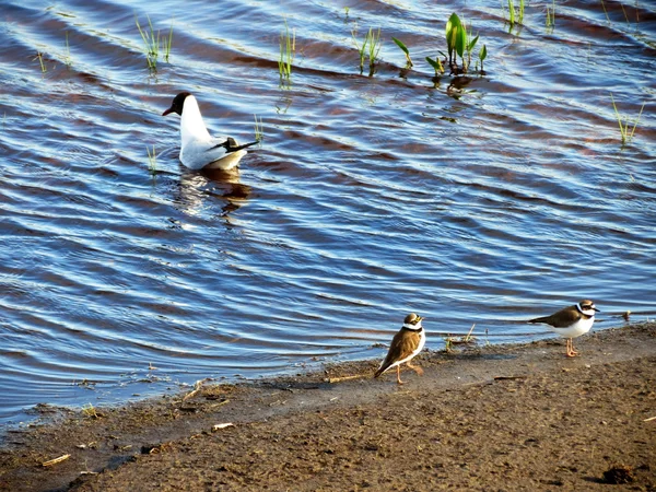 Aves de las estepas —  Fotos de Stock