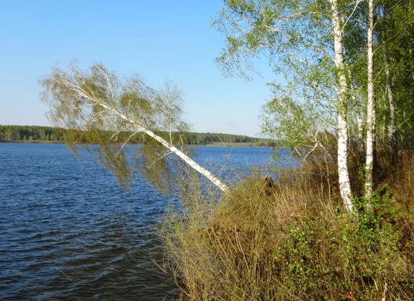 Natura altaya — Zdjęcie stockowe