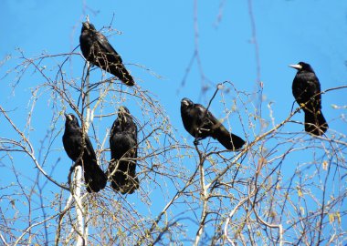 bozkırlarında kuşların