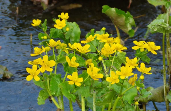 Flores de las estepas — Foto de Stock