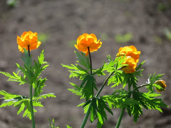 Flowerses van de steppes — Stockfoto