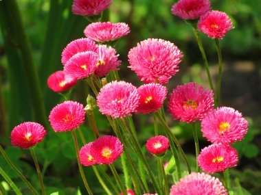 bozkırlarında flowerses