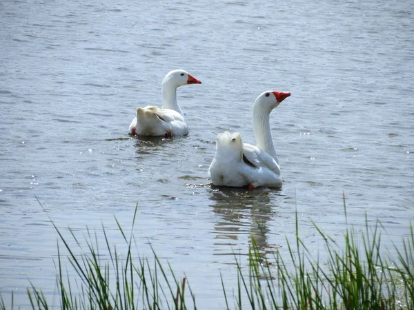 Aves de las estepas — Foto de Stock